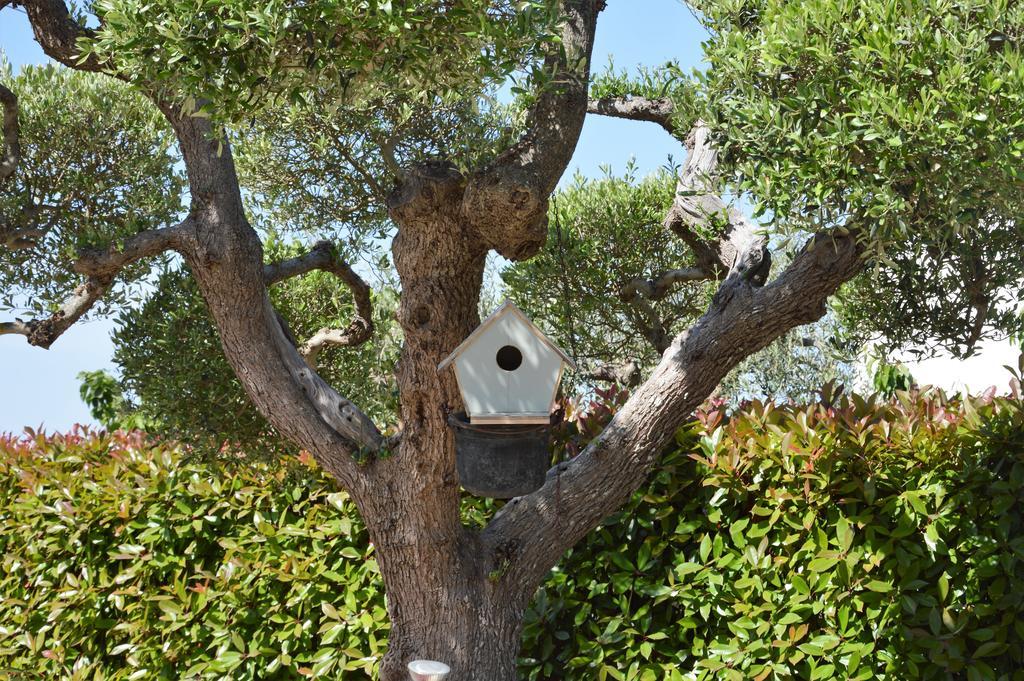 Casa Delle Rondini Bed and Breakfast Alberobello Exteriör bild